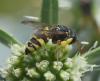 Cerceris sabulosa